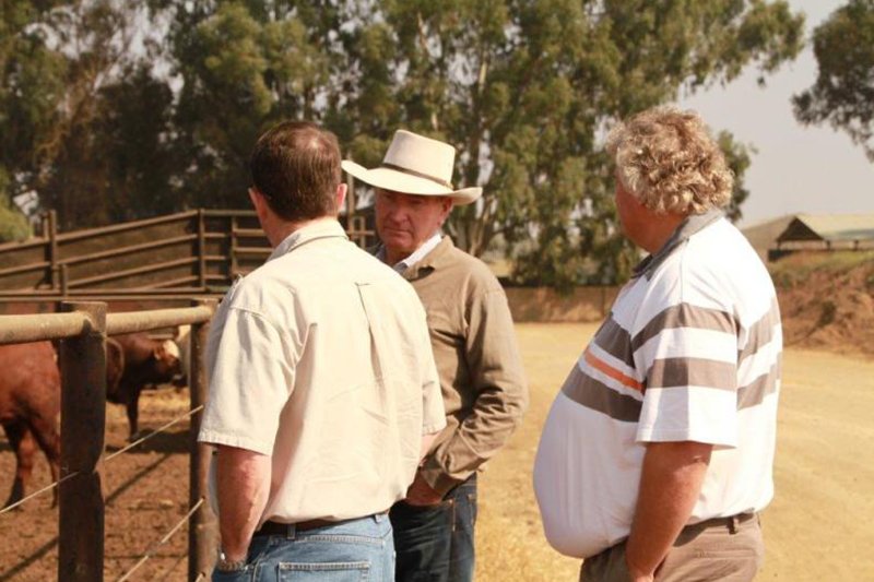 three boy see the cow