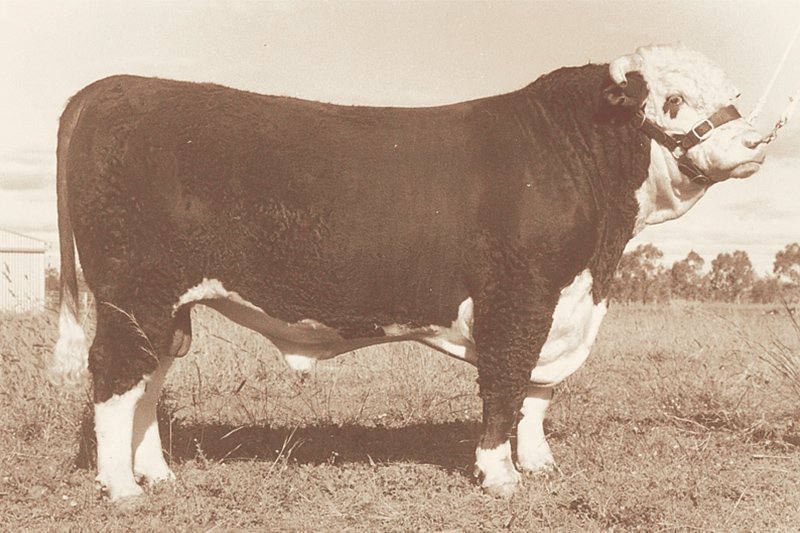 cow