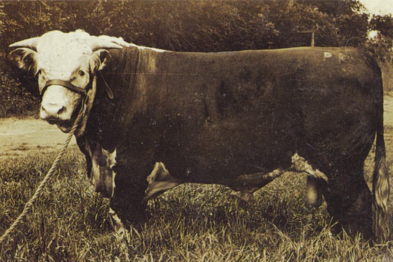 cow