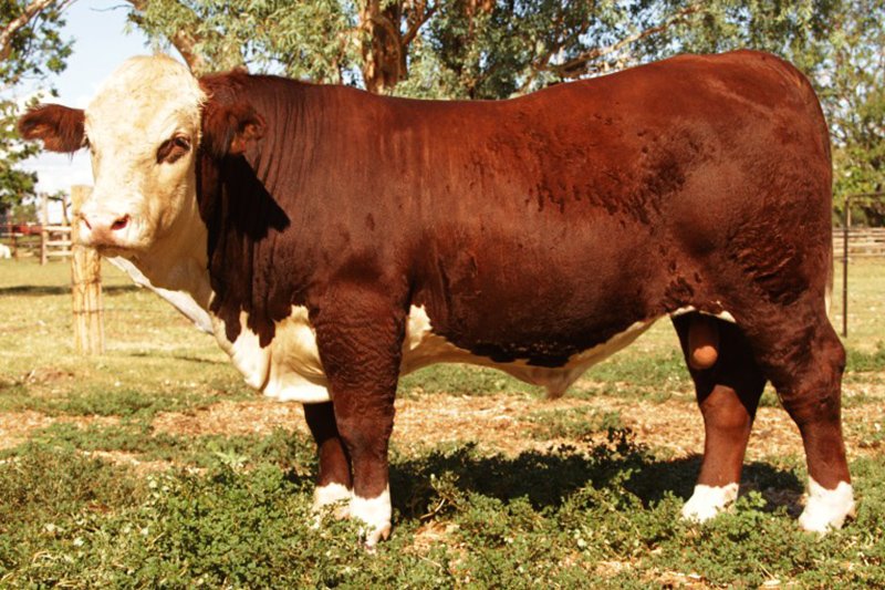 cow