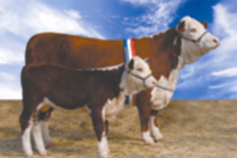 cow