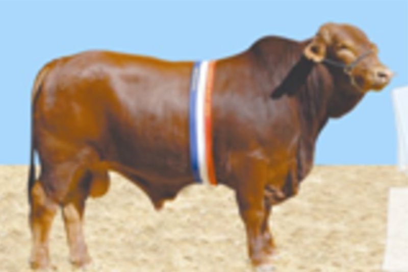 cow