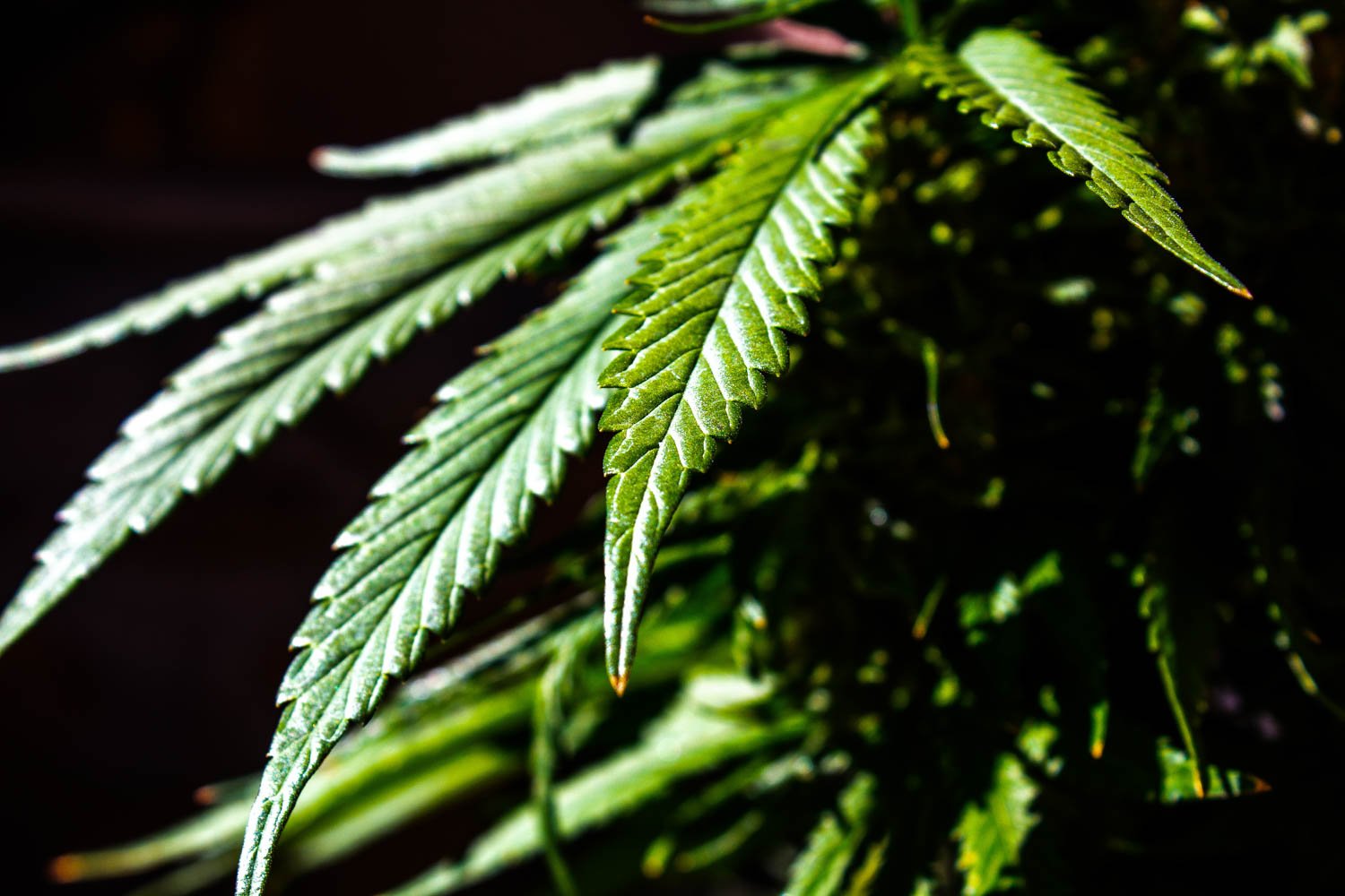 Key Grow Solutions the Future of Cannabis Plant Nutrition