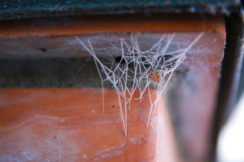 How Spiders React to Colder Weather in Lexington, KY