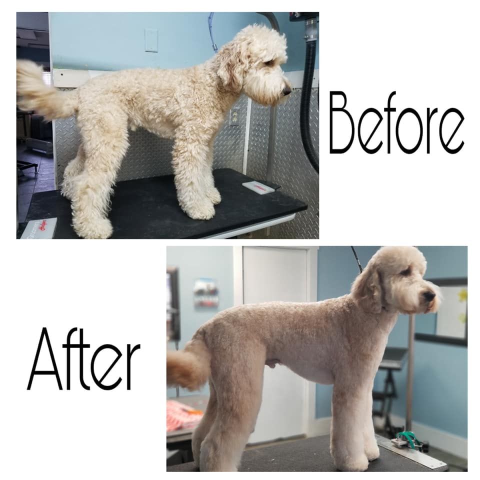 Pet Grooming Niles, MI Bunk & Biscuit