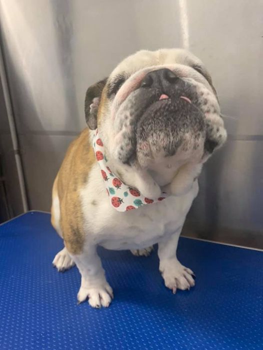 Kilsyth Dog Grooming