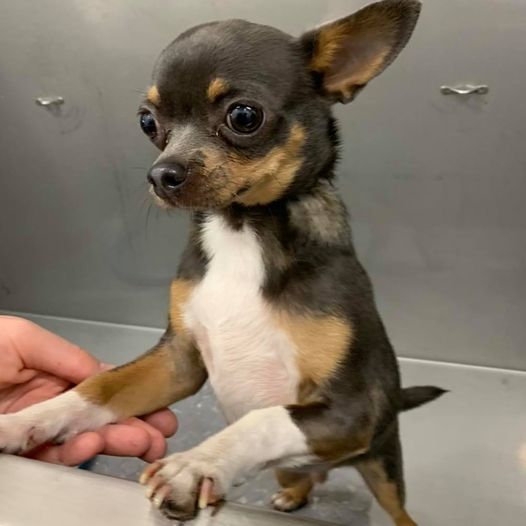 Kilsyth Dog Grooming