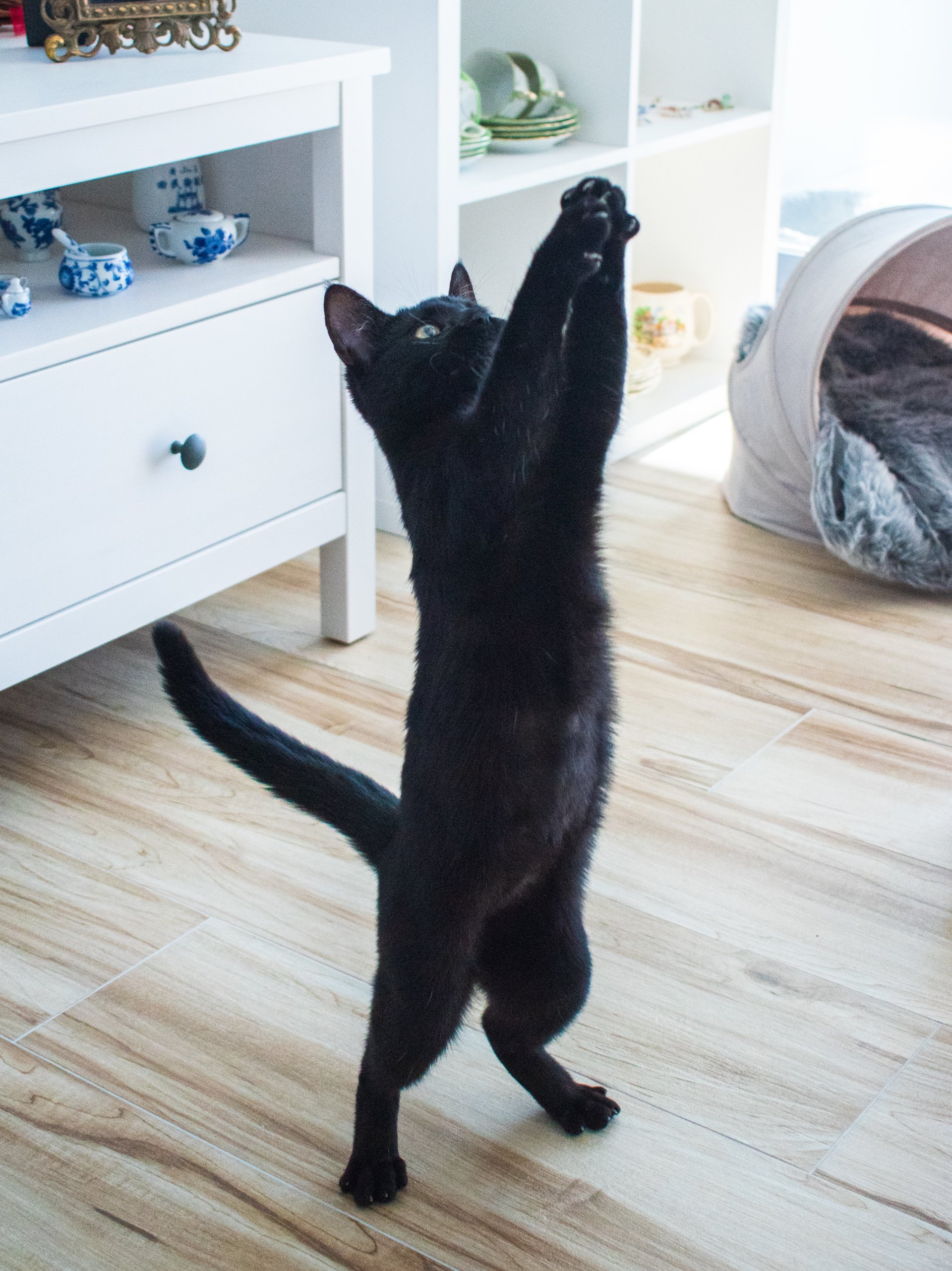 Why we keep our cats indoors