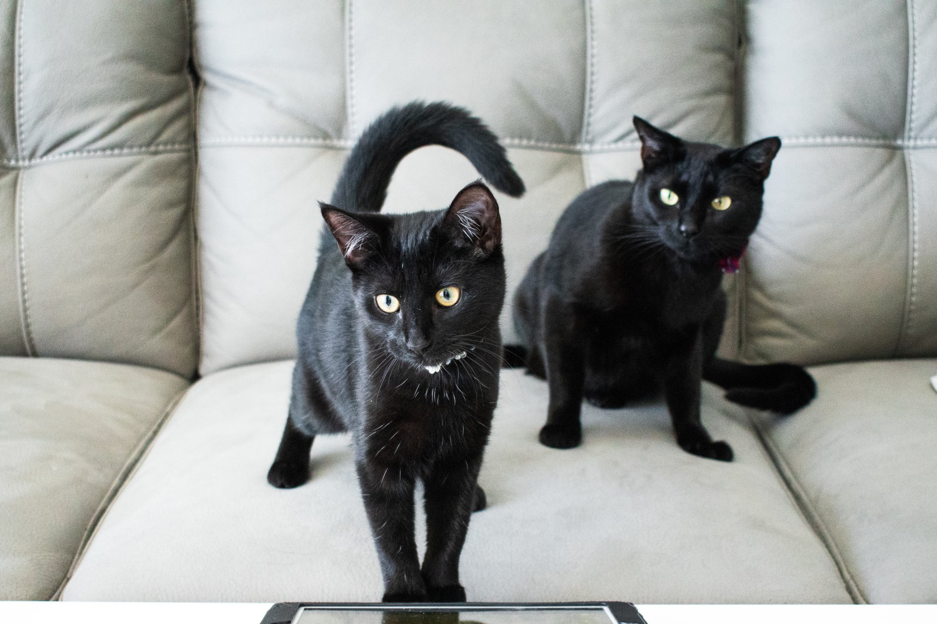 Why we keep our cats indoors