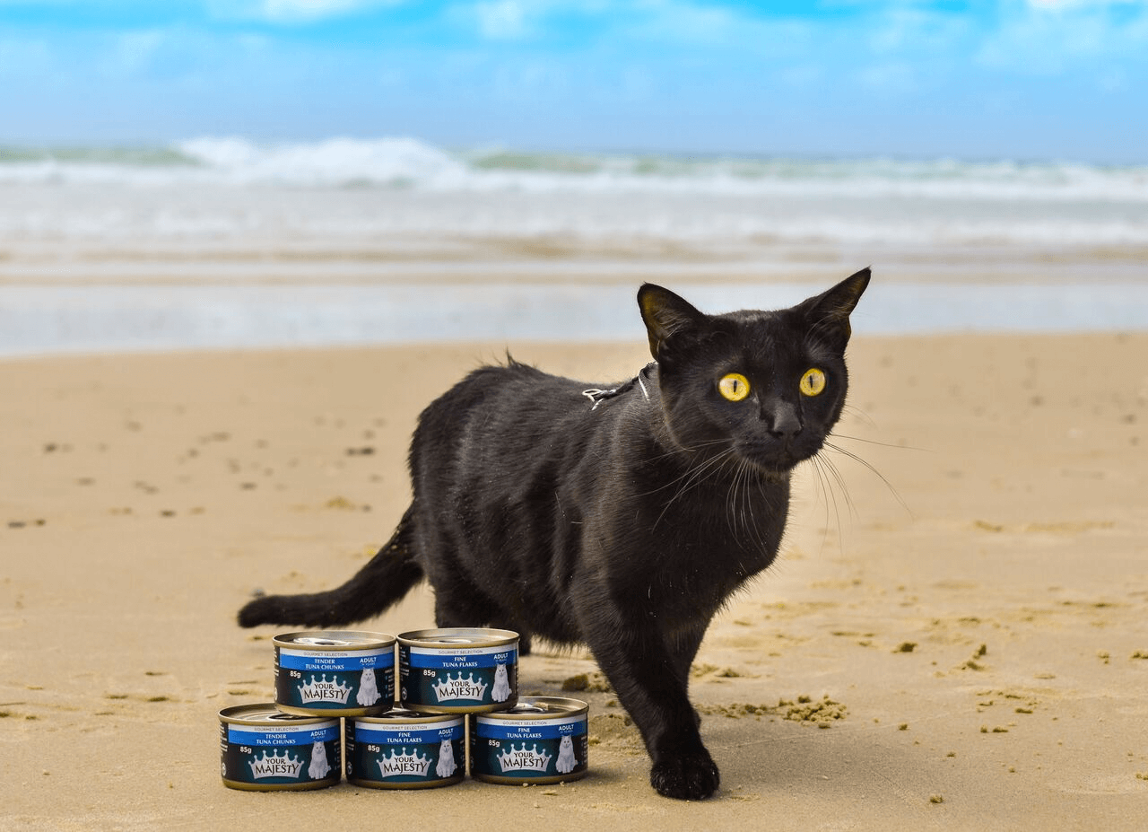 Nathan the Beach Cat Stories Pics and Products Your Majesty