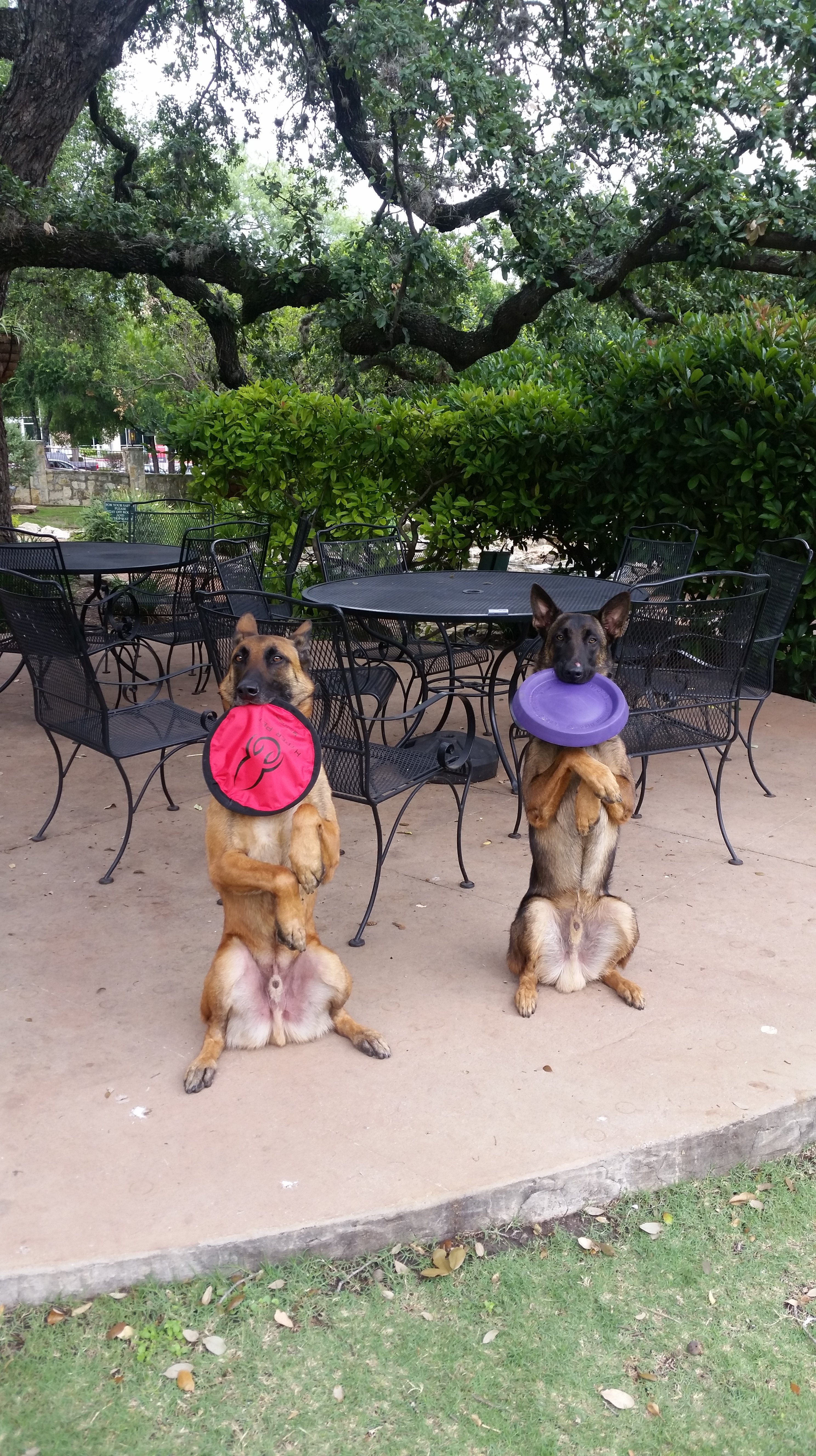 Dog Obedience School San Antonio, TX Puppy & Dog Obedience Training