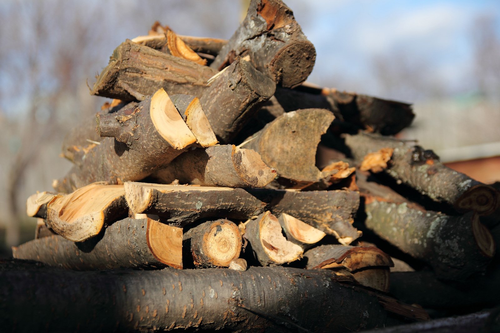 Types of Firewood Denver