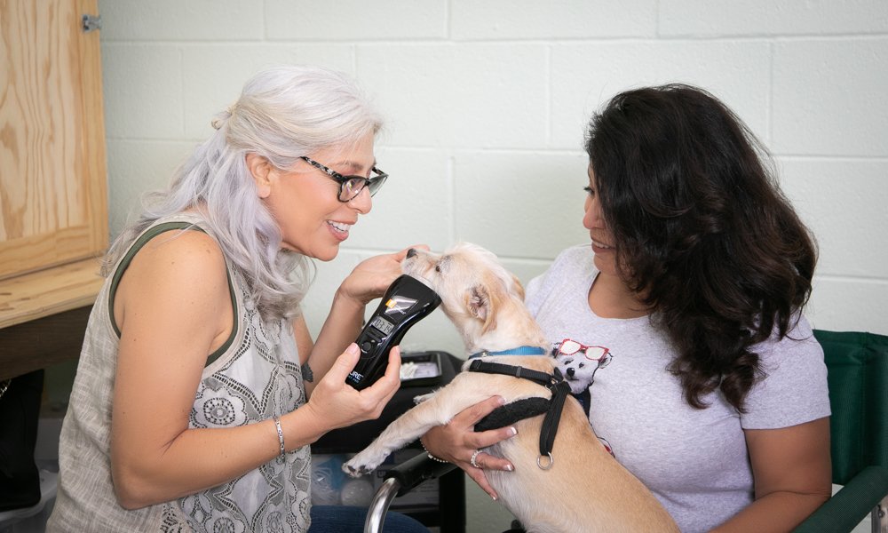 Dental Care Garden Grove, CA Collar & Leash Pet Shop