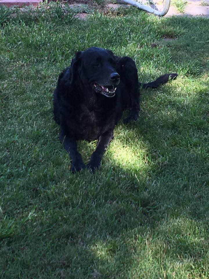 Dog Training Boarding Doggy Daycare Canine Academy
