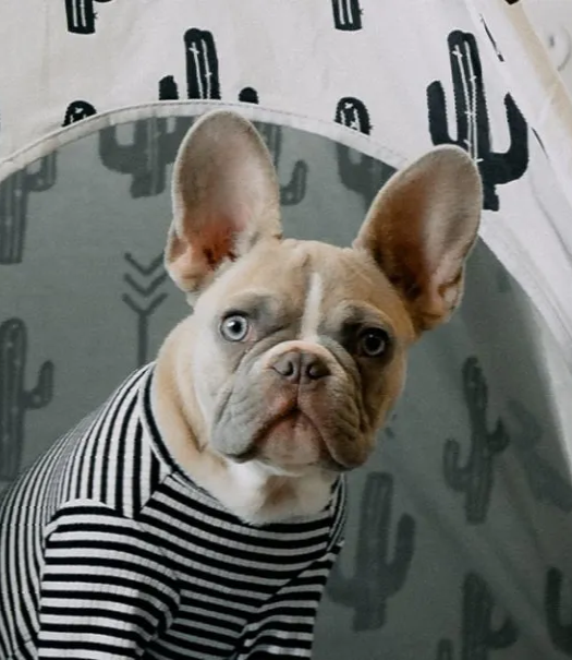 Vet Clinic in Cabot & Lonoke County, AR Animal Clinic