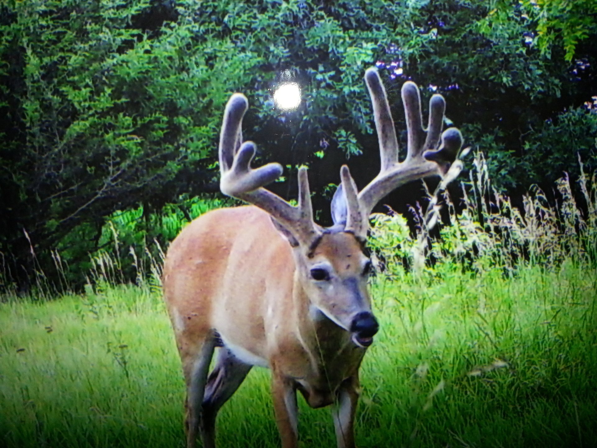 Iowa Deer hunting Zone 4, Iowa Deer Hunting Zone 5