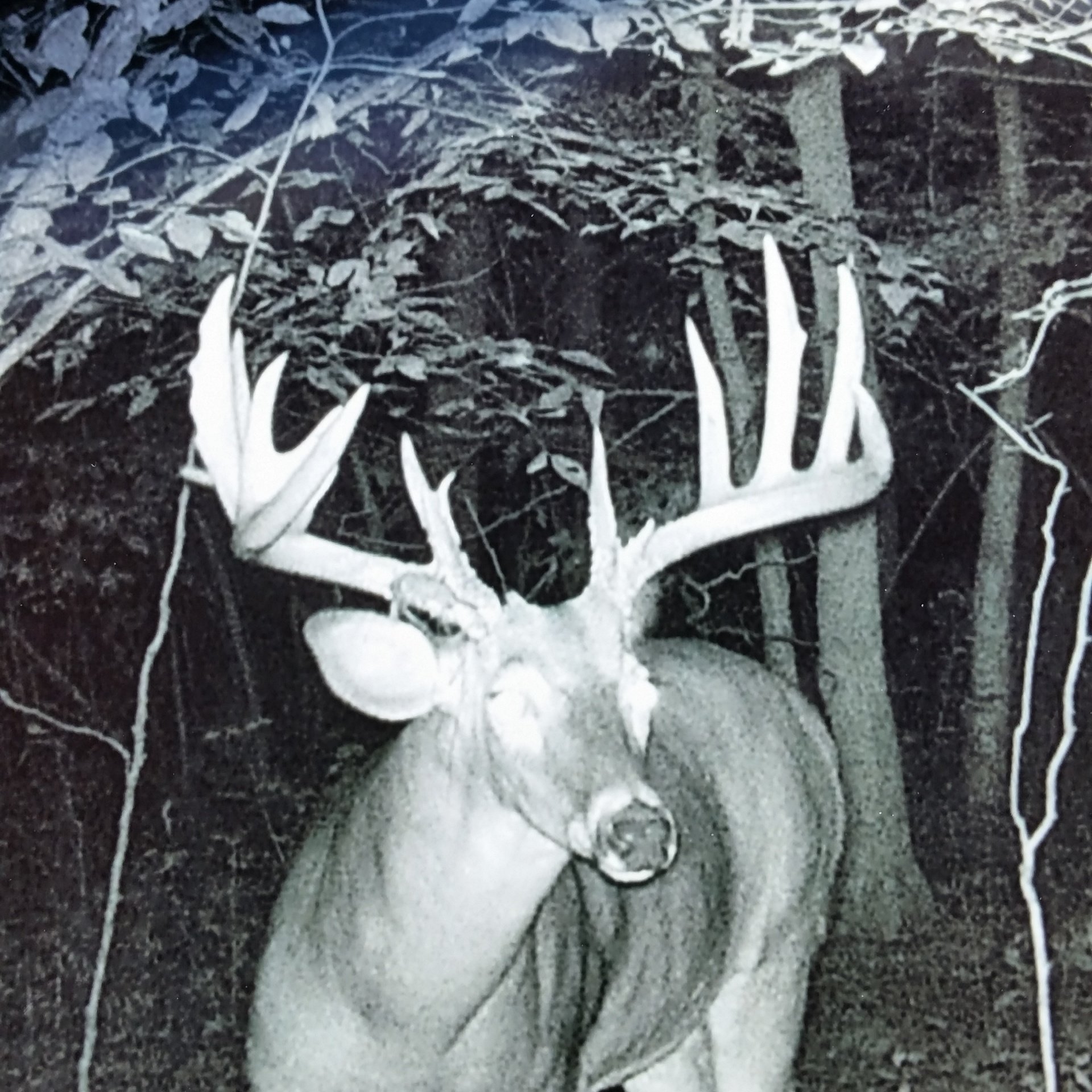 Iowa Deer hunting Zone 4, Iowa Deer Hunting Zone 5