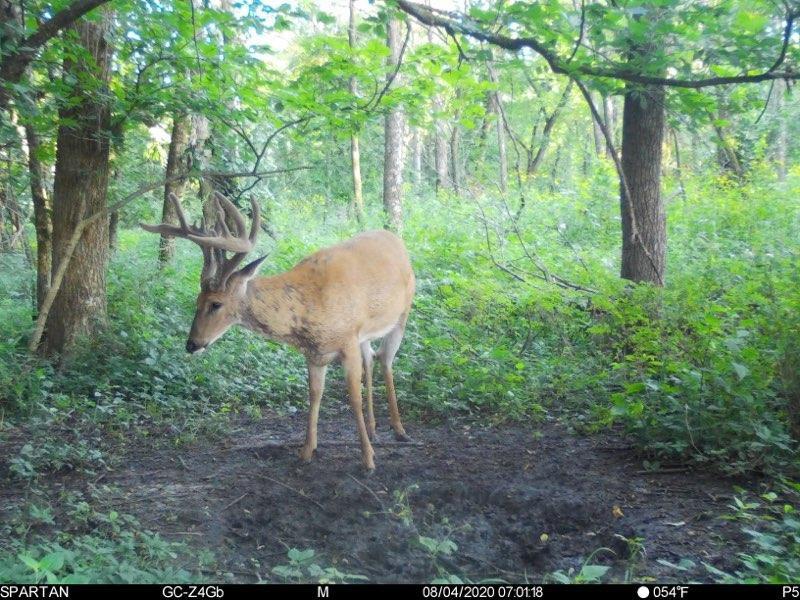 Iowa Whitetail Deer Hunting Outfitters, Jones Creek Outfitters,