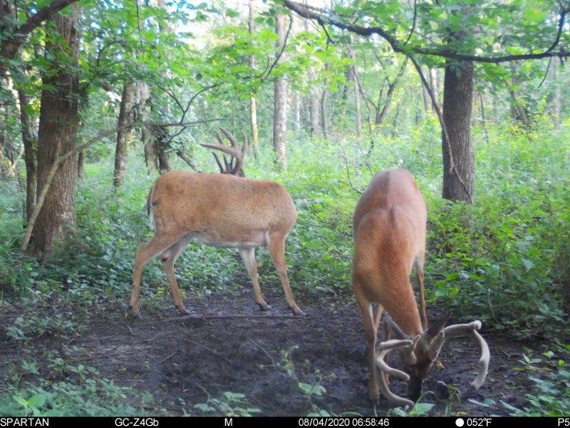 Iowa Whitetail Deer Hunting Outfitters, Jones Creek Outfitters,