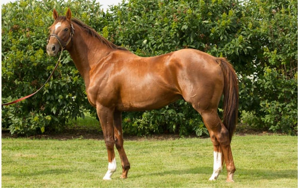 Top Five Alberta Stallions by Eligible Alberta Thoroughbred Progeny