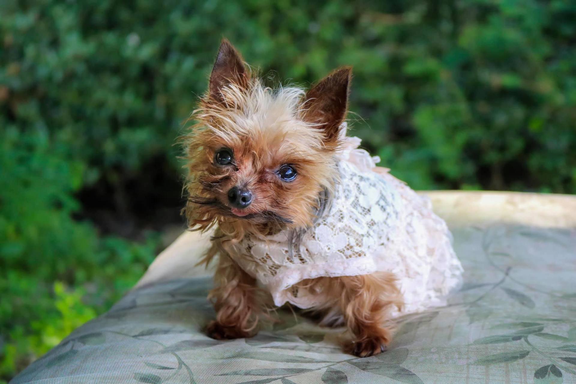 Yorkie Acres Farm & Yurt Friendsville, MD