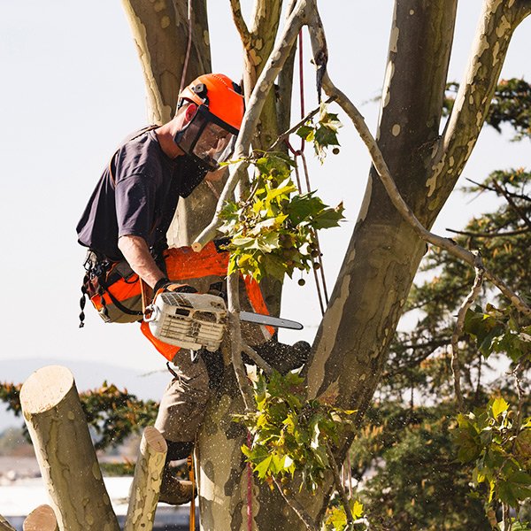 Tree Team Hilliard, OH Central Ohio Tree Trimming Services