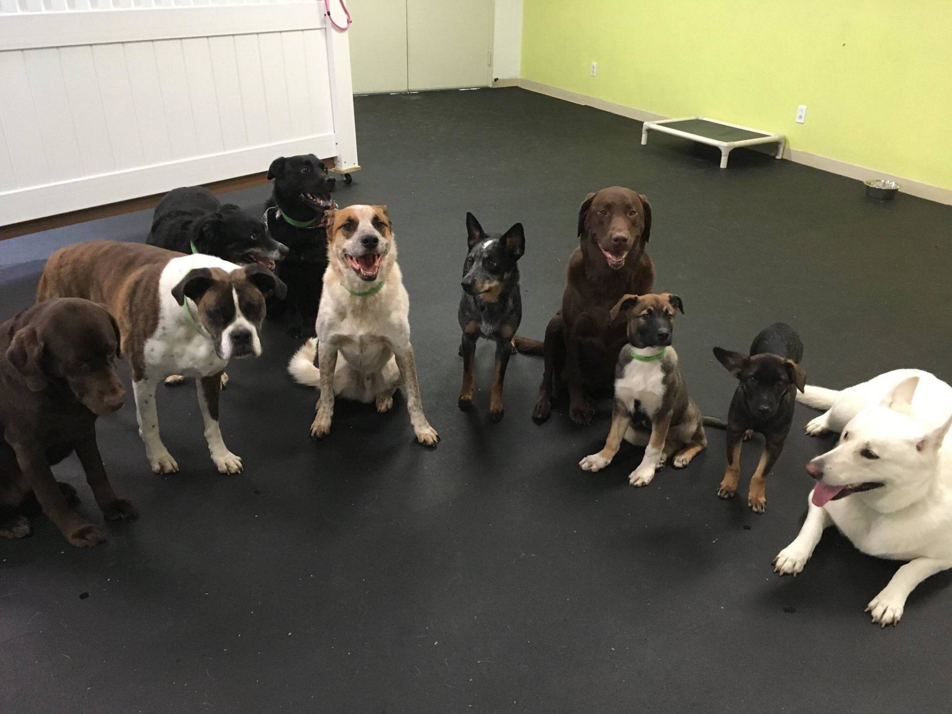 Pet Sitting Kritter Kare's Howliday Inn Dog Lodging, Pet Sitting