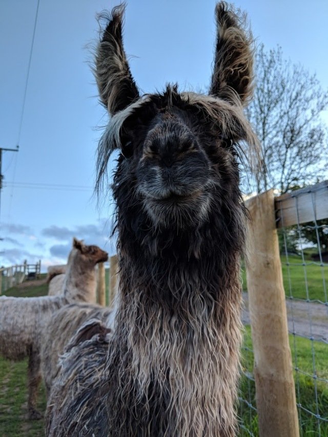 Adopt a Llama Briery Hill Llamas