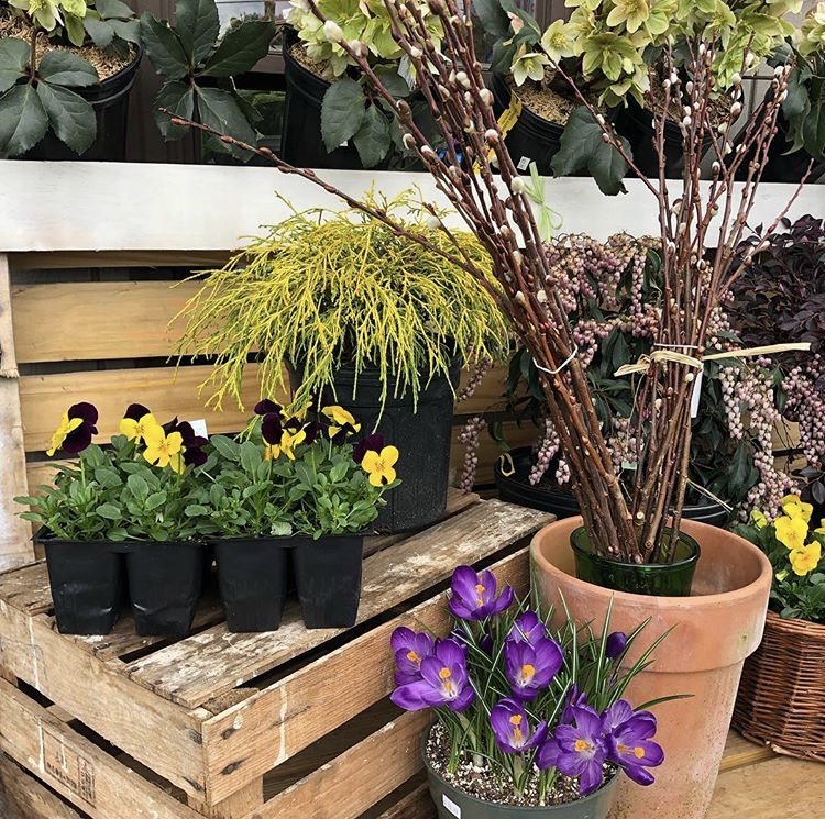 Townside Gardens Roanoke, VA Plant and Garden Store