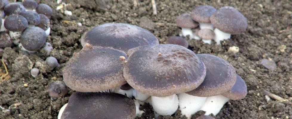 Fungo su unghie di mani di sintomi di gambe e trattamento di una fotografia