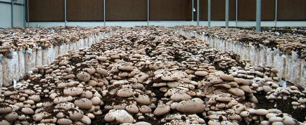 Strisce longitudinali su unghie di trattamento di mani