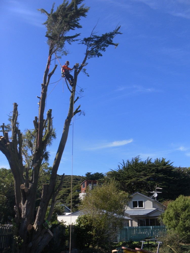 Tree trimming Wellington Wellington Tree Services