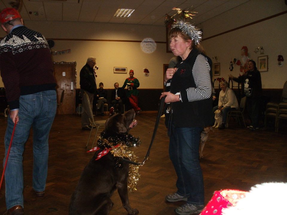 Dog training classes Classk9