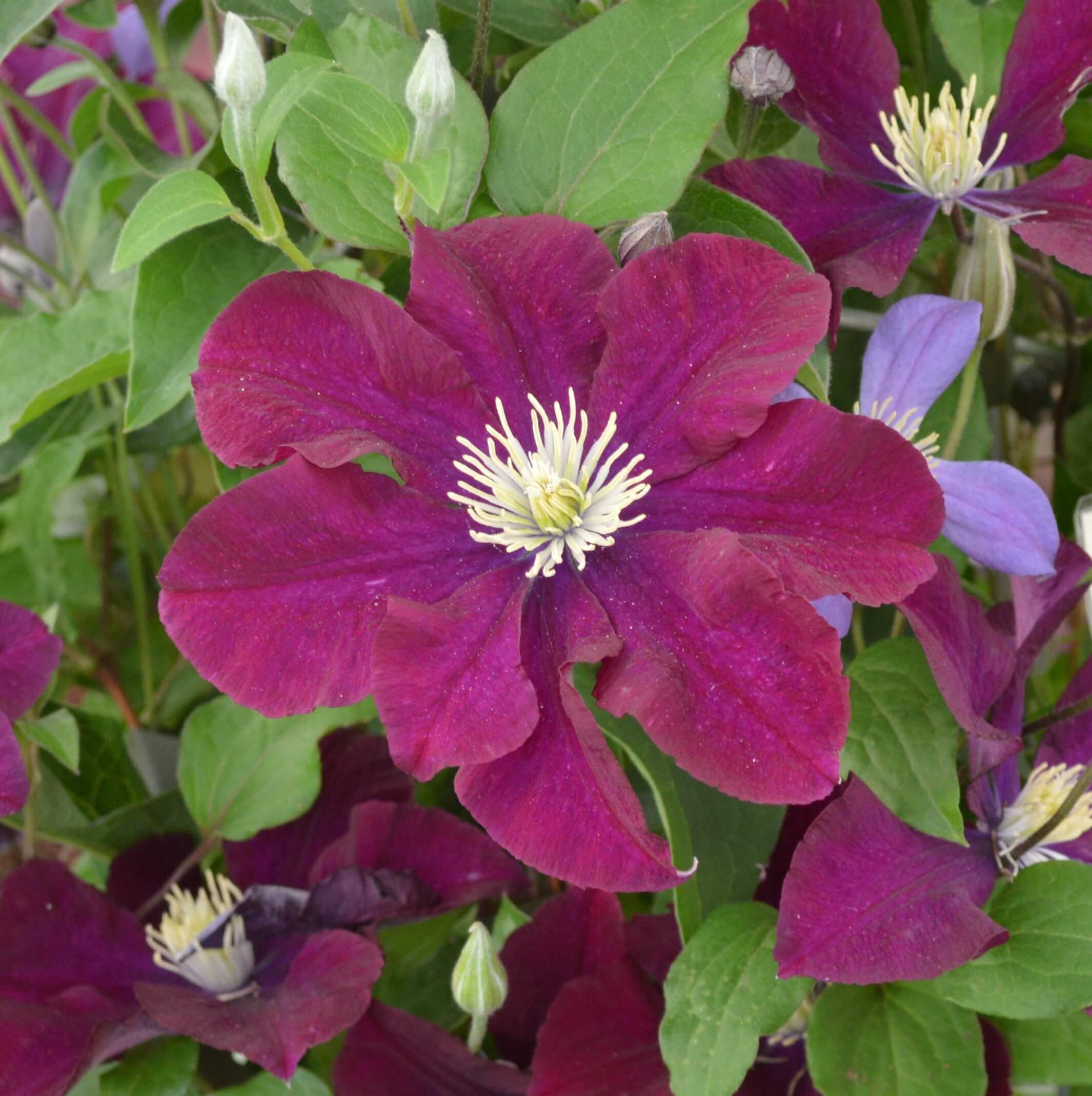 minimalistic dark grey colored icon