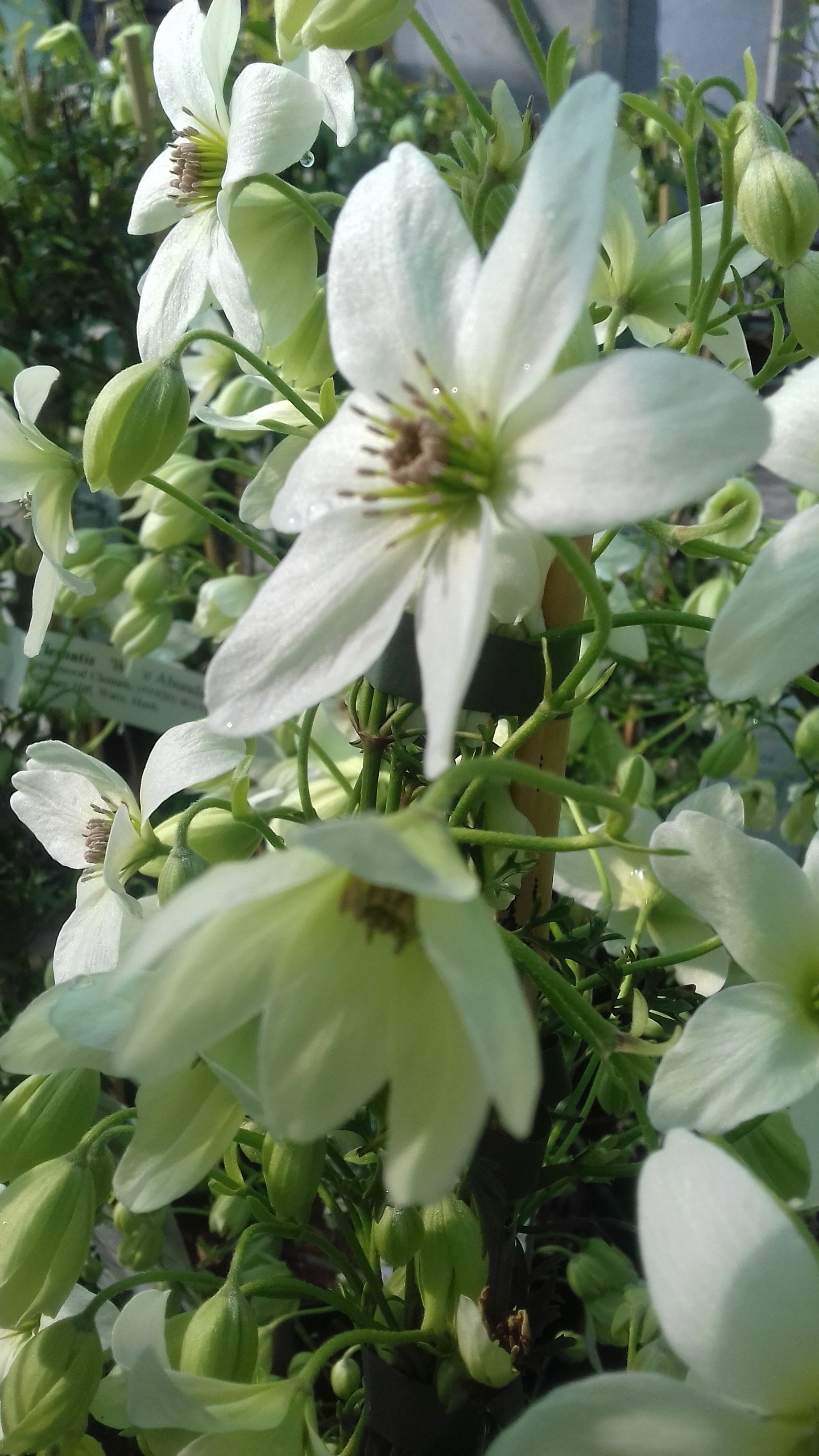 Winter Flowering Cirrhosa & Evergreen PriorsWood Clematis
