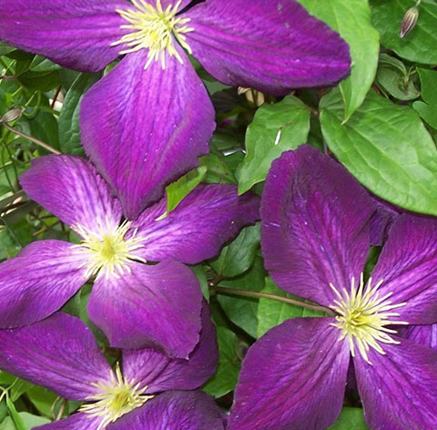 Jackmanii purpurea flower