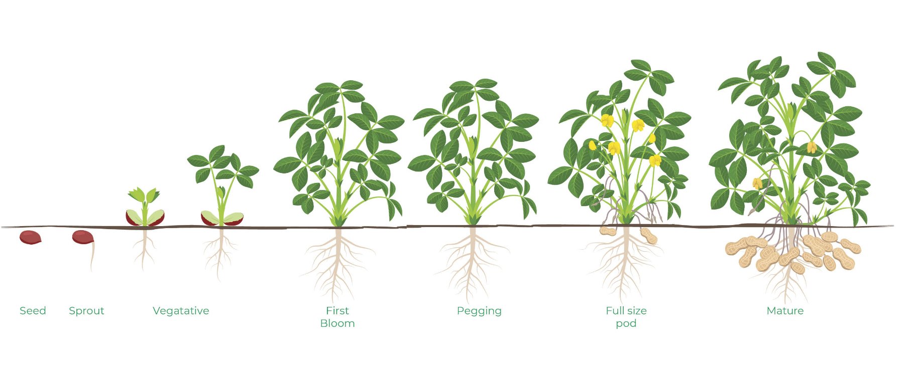 Start2Finish The NACHURS BioK System for Maximizing Wheat Yields