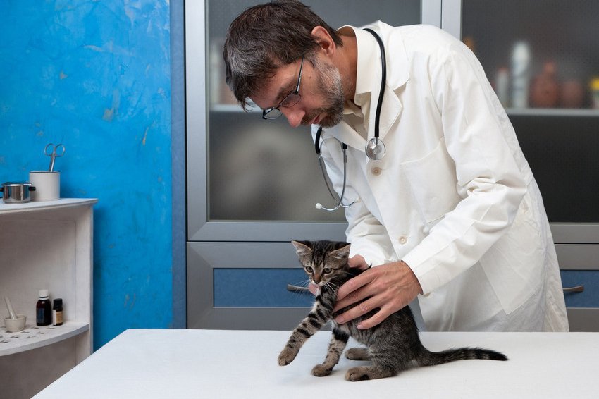 Boarding for pets with special needs Morton Villa Pet Hotel