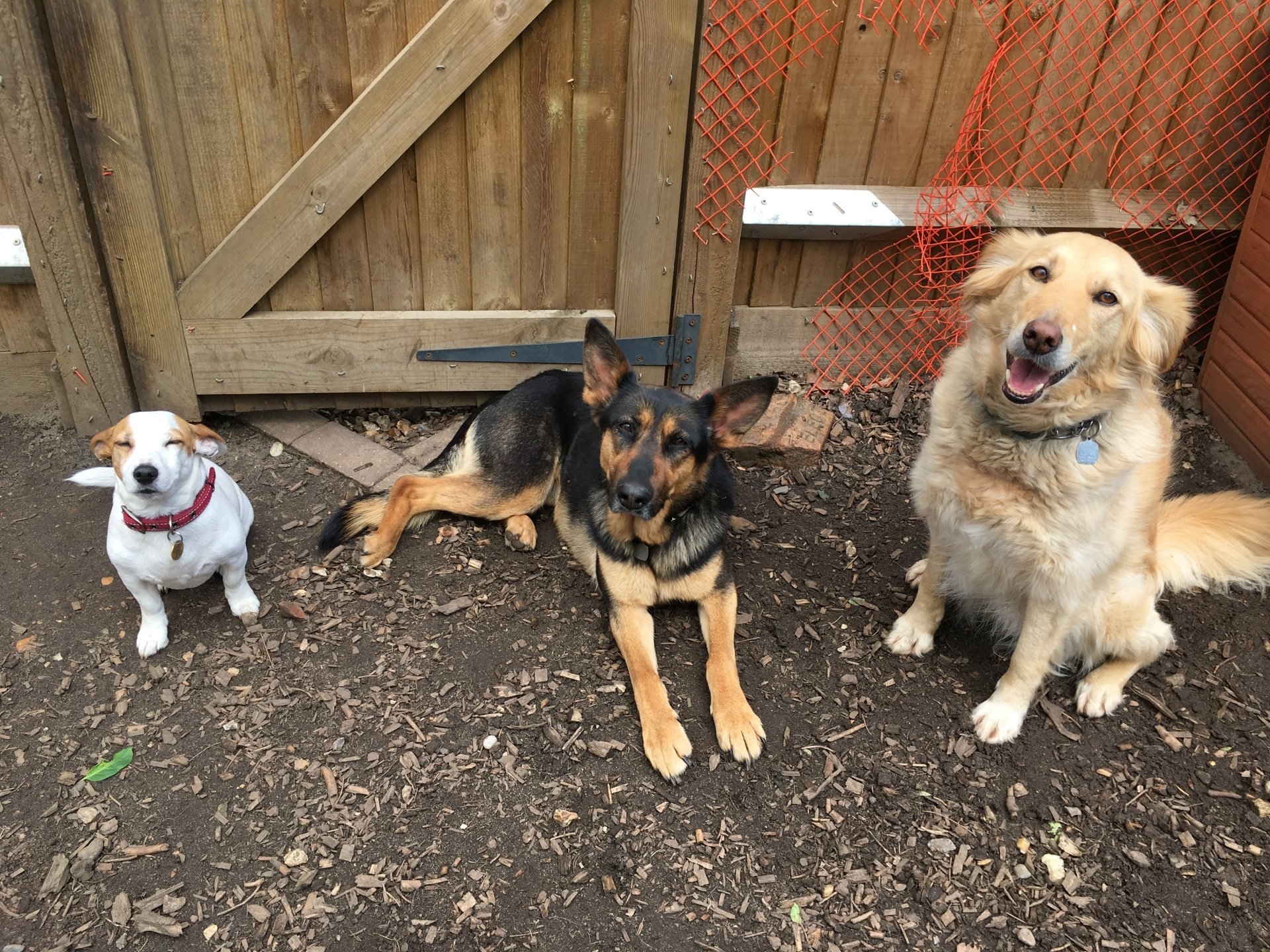 Dog training and day care K9 Conundrum