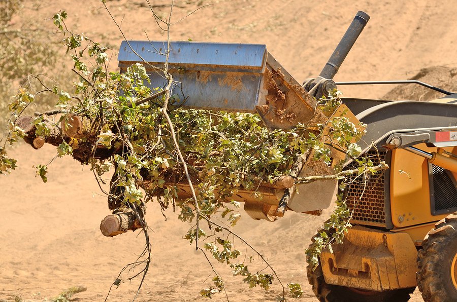 Fire Mitigation Tree Companies Near Me Thornton CO