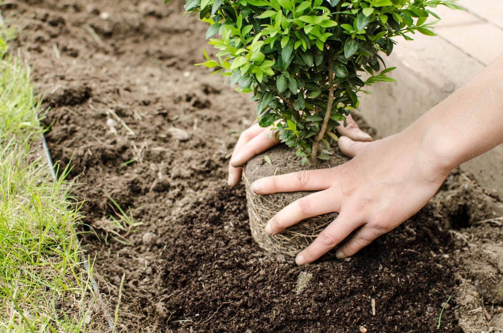 Tree Planting, Tree Removal Service Near Me, Thornton, CO
