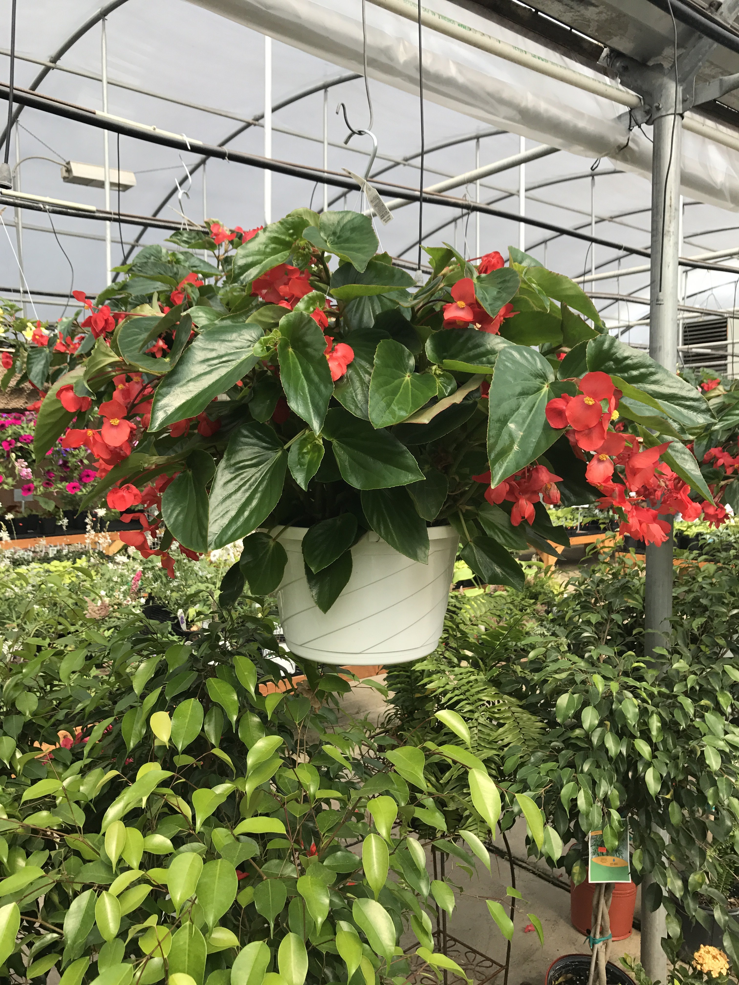 About Garden City Nursery | Bentonville, AR