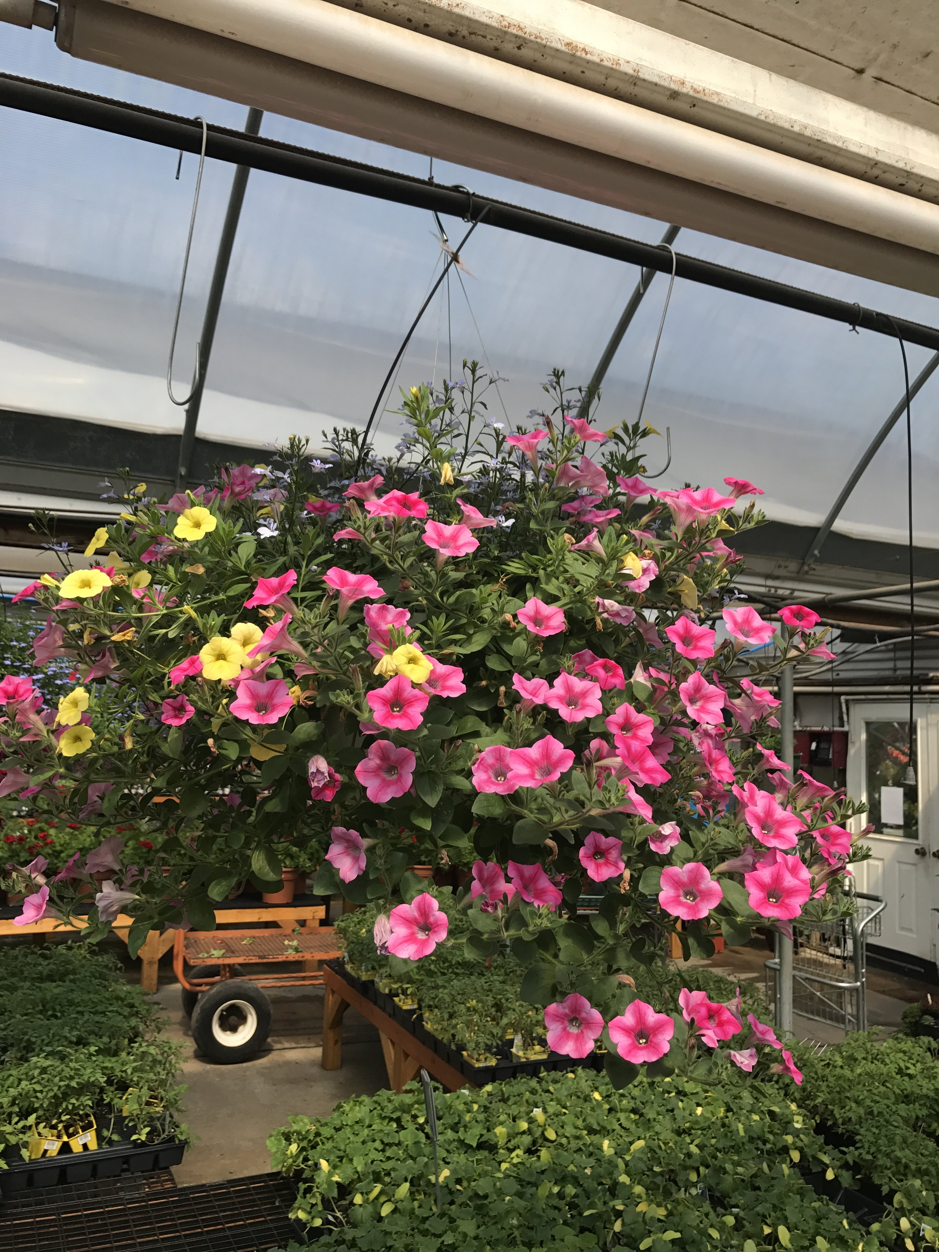 About Garden City Nursery | Bentonville, AR