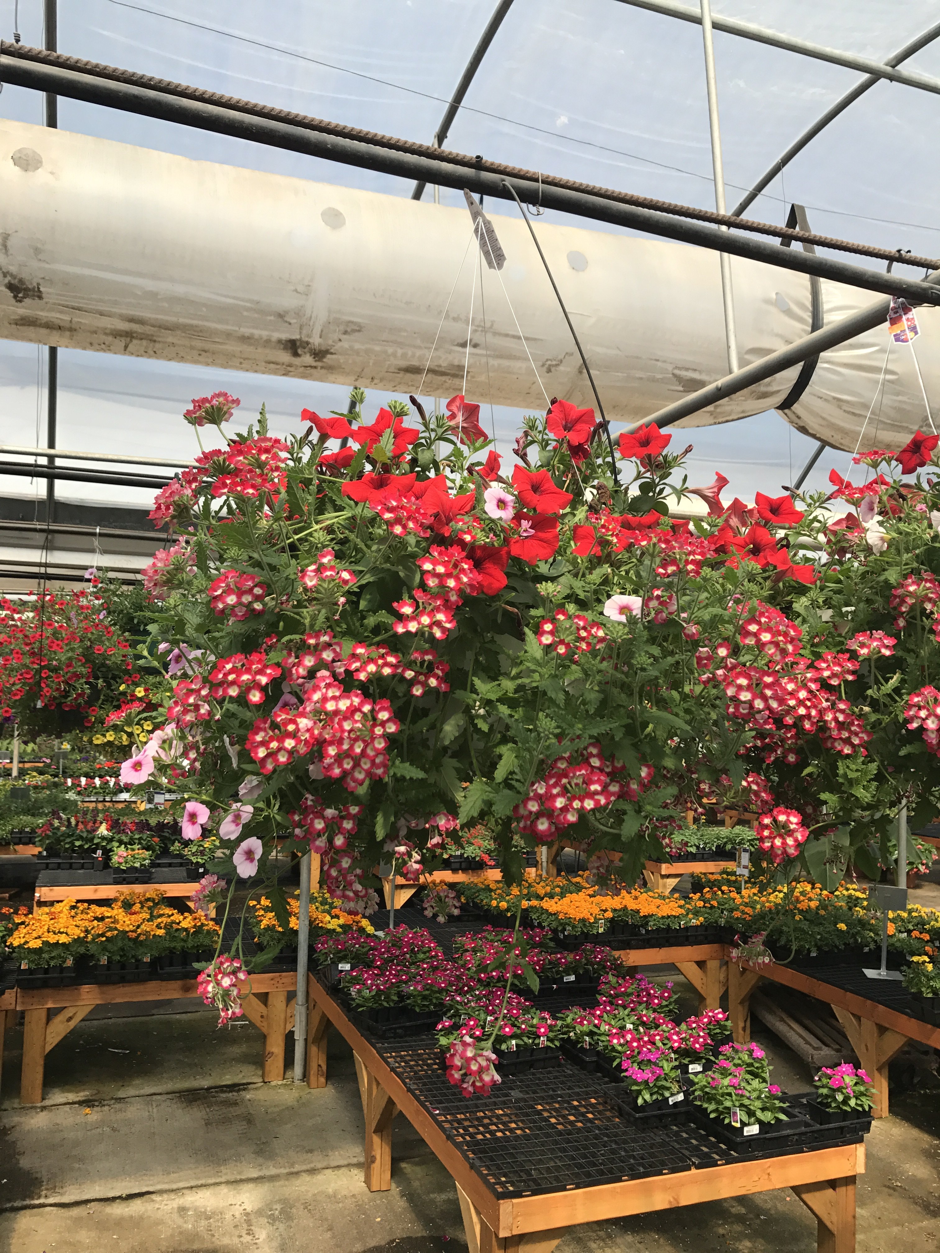 Garden City Nursery | Bentonville, AR | Plants & Trees for Sale