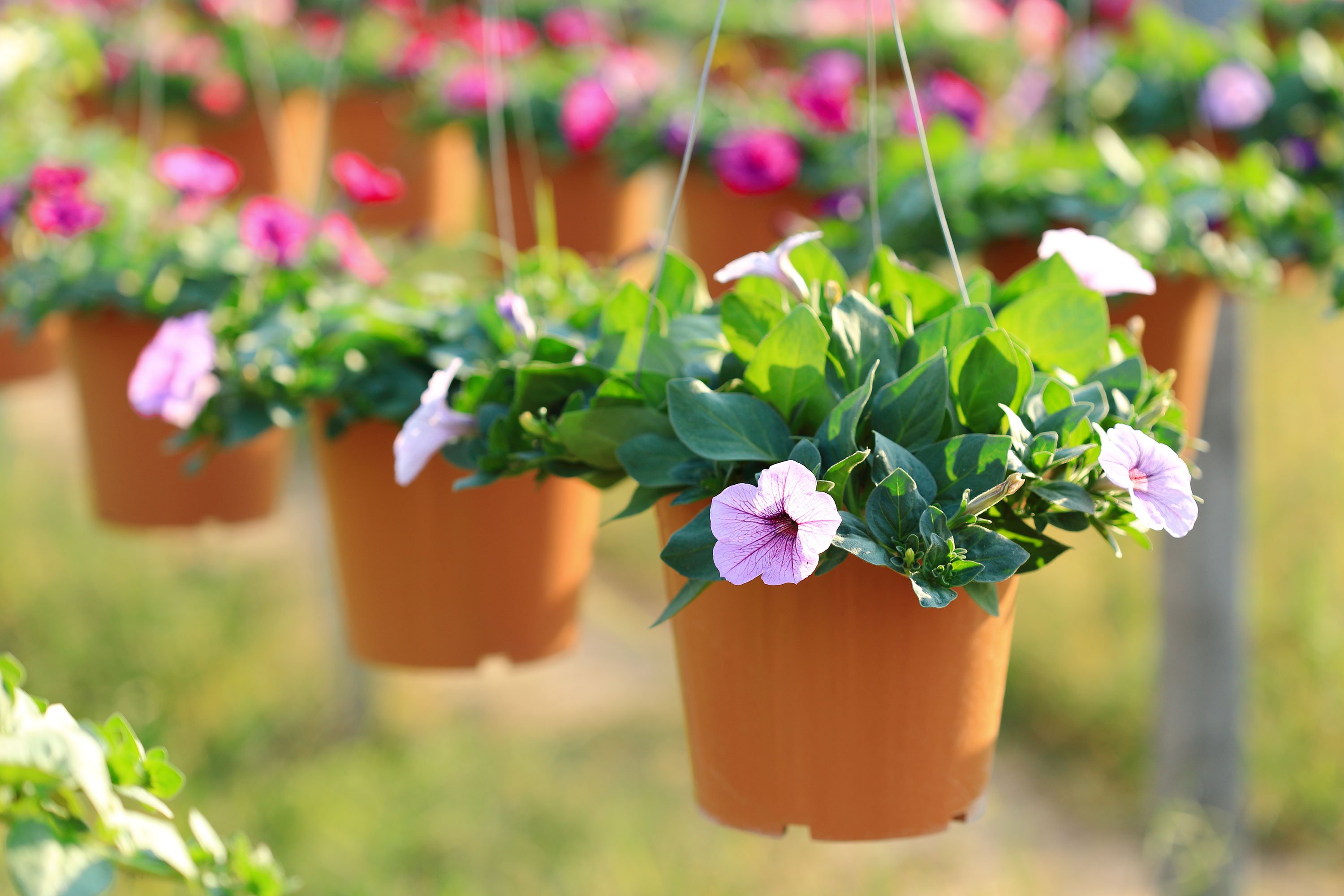 Garden City Nursery | Bentonville, AR | Plants & Trees for Sale