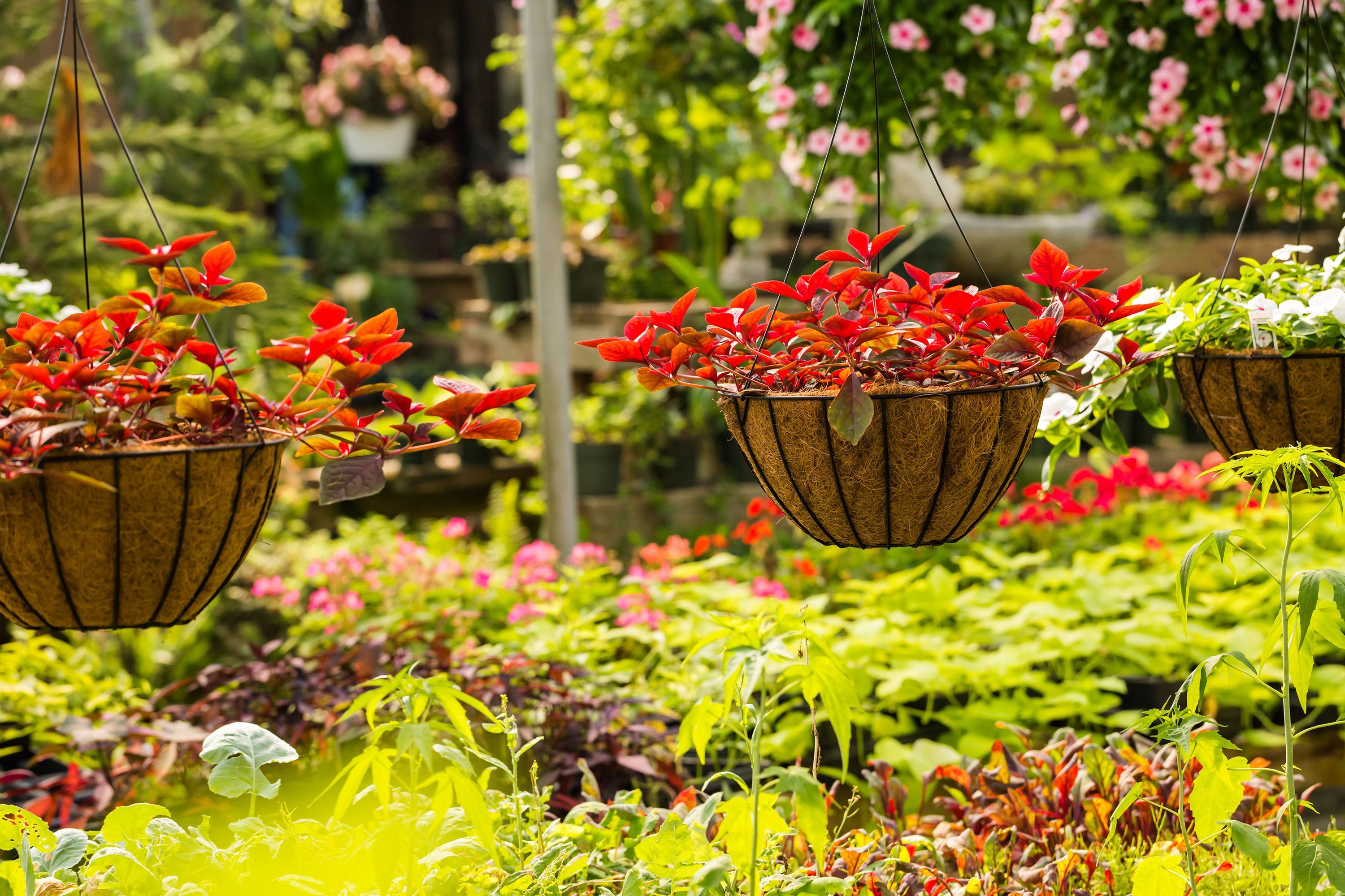 garden-city-nursery-bentonville-ar-plants-trees-for-sale