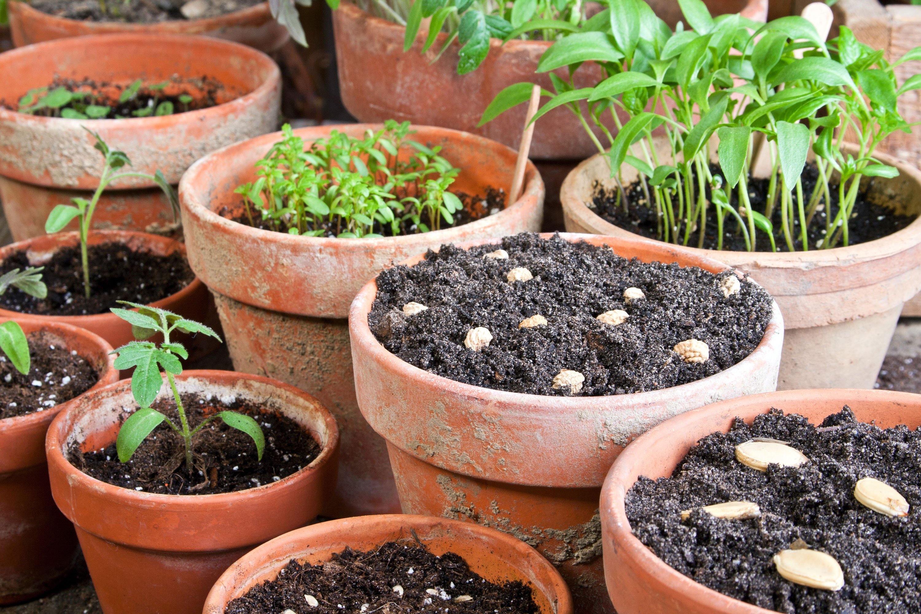 Garden City Nursery Bentonville, AR Plants & Trees for Sale