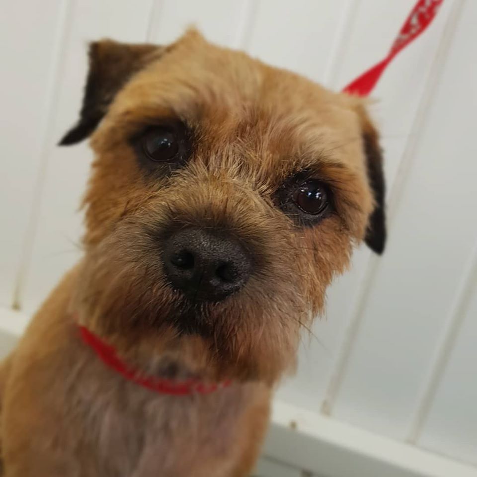 Dog Grooming Business in Derby