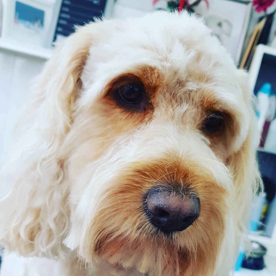 Dog Grooming Business in Derby