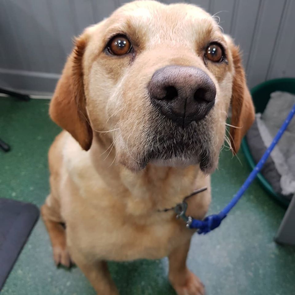 Dog Grooming Business in Derby